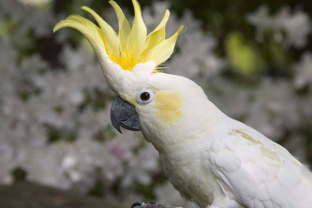 cockatoo