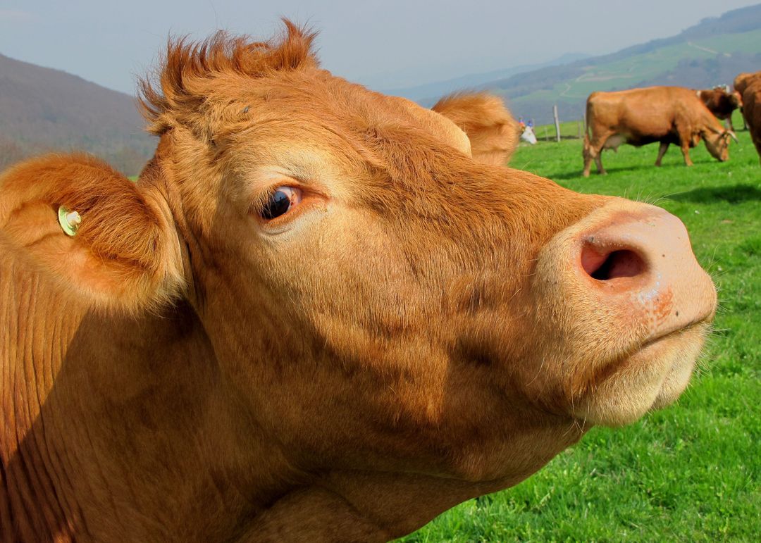face of a cow
