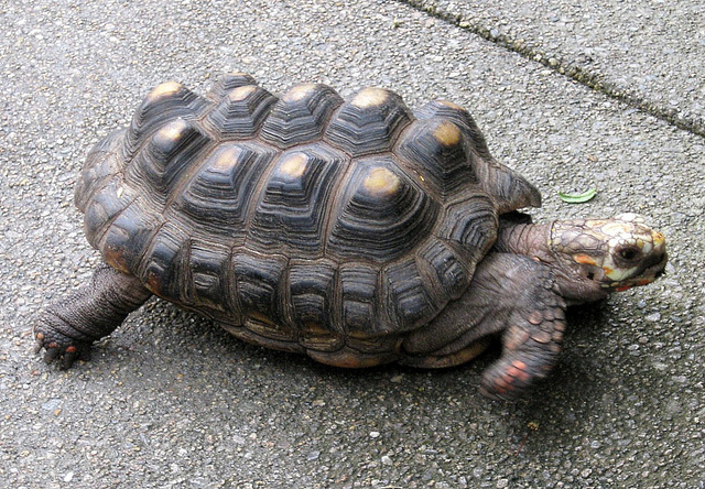 tortoise with shell pyramiding