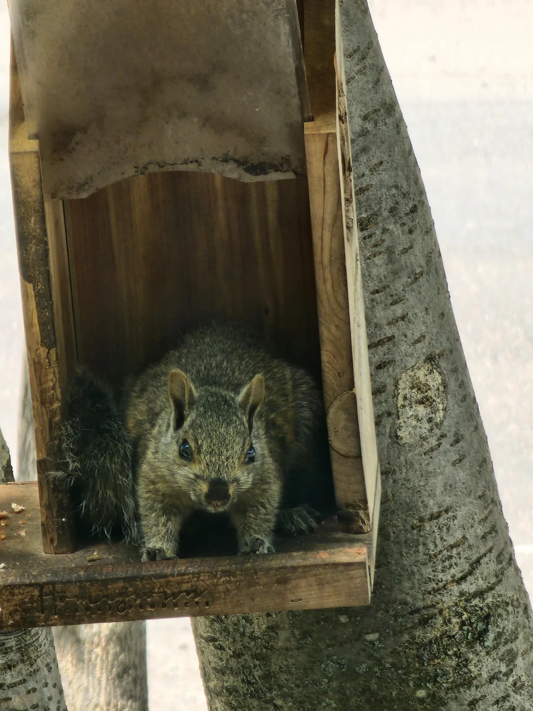 baby squirrel on a tree house