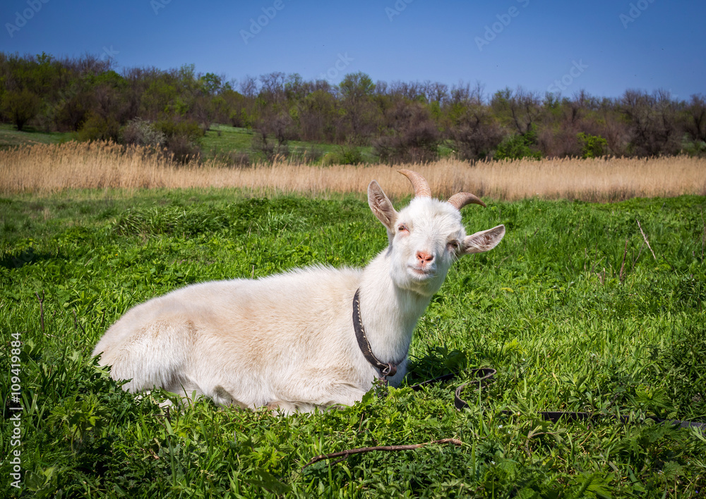 goat laying in the grass